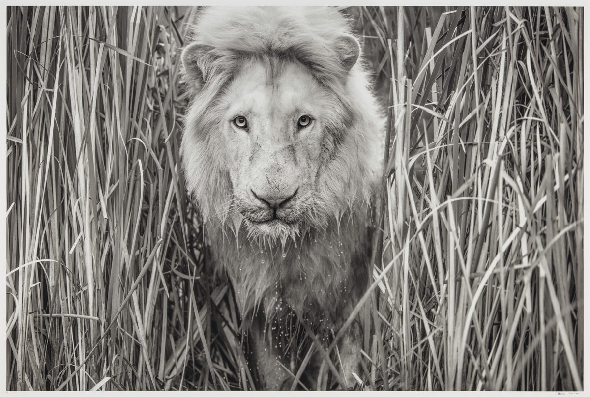David Yarrow, “Narnia, South Africa” (2019). Tirage argentique 172 x 242.6 cm. Estimation : €20,000-30,000. ©️ David Yarrow