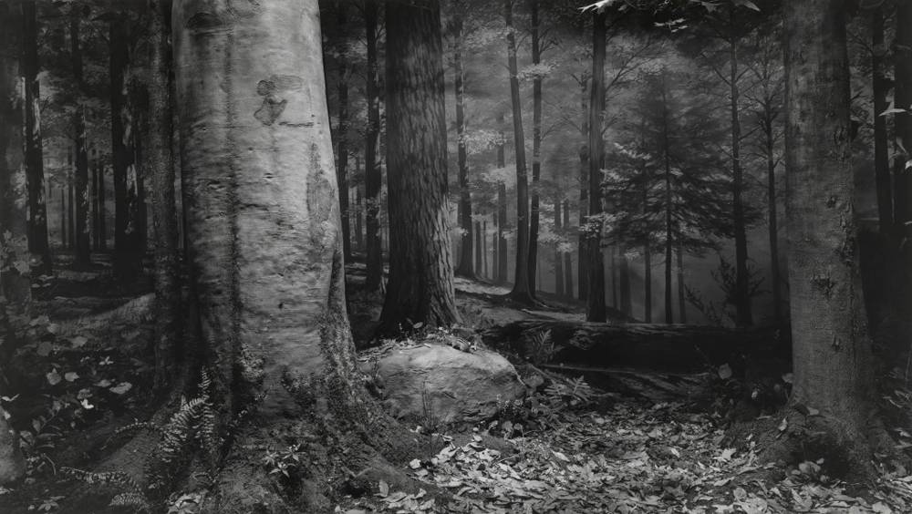 galerie Marian Goodman - Hiroshi SUGIMOTO, Original Forest in Northern Pennsylvania, 1980. courtesy of the artist and Marian Goodman Gallery