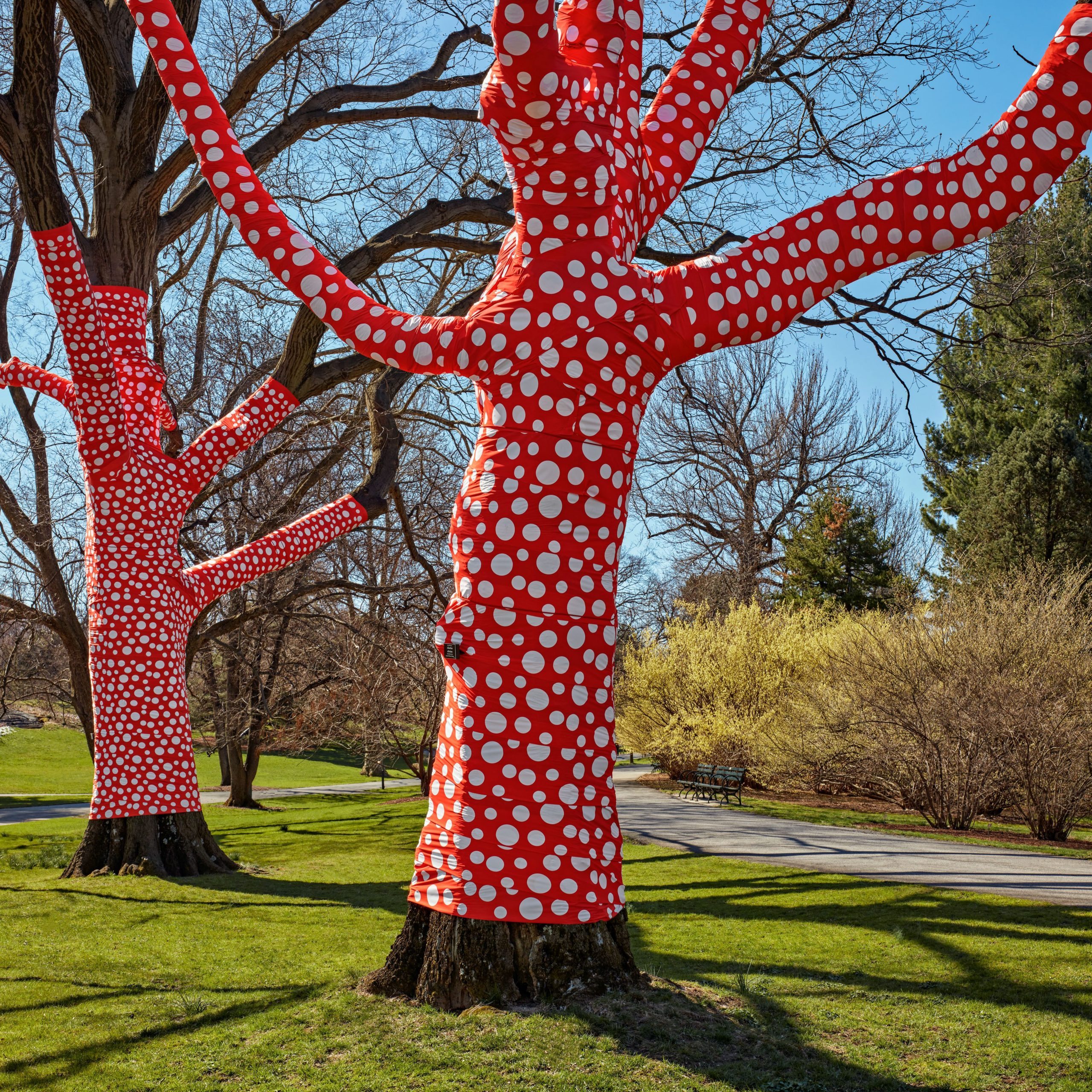 Yayoi Kusama, “Ascension of Polka Dots on the Trees”, 2002/2021, The New York Botanical Garden, Printed polyester fabric, bungees, and aluminum staples installed on existing trees, Site-specific installation, dimensions variable, Collection of the artist.. Photo by Robert Benson Photography