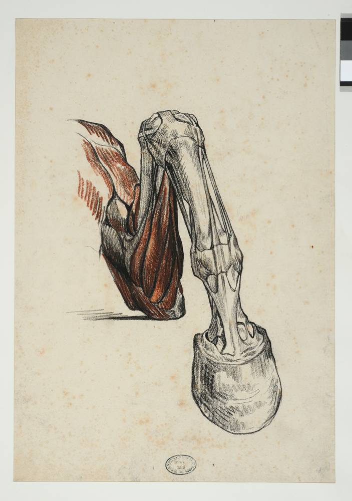 Théodore Géricault, “Etude d'un membre antérieur gauche écorché, vu de face” (1815). Coll. Beaux-Arts de Paris (Paris) © Beaux-Arts de Paris, Dist. RMN-Grand Palais / image Beaux-Arts de Paris 