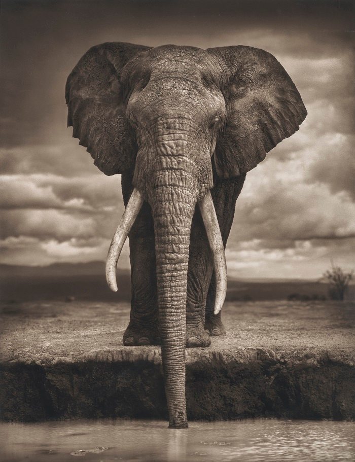 Nick Brandt, Elephant Drinking, Amboseli, 2007   tirage pigmentaire, monté sur support 81 x 64 cm. (31.7/8 x 25.1/4 in.) Ce tirage est le numéro seize d'une édition de vingt-cinq exemplaires.   40,000 – 60,000 €   © Nick Brandt courtesy of Altas Gallery