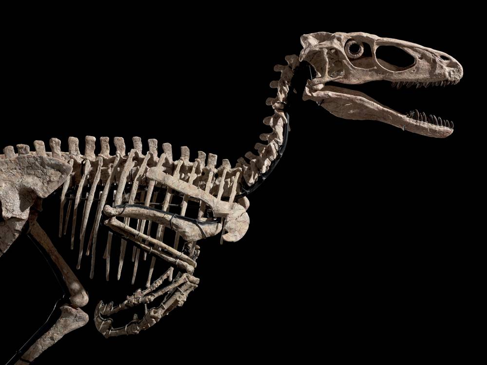 Le squelette du dinosaure qui a inspiré Jurassic Park prêt à atteindre 6 millions aux enchères