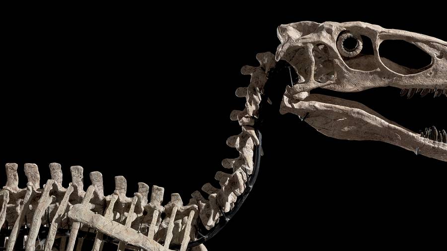 Le squelette du dinosaure qui a inspiré Jurassic Park prêt à atteindre 6 millions aux enchères