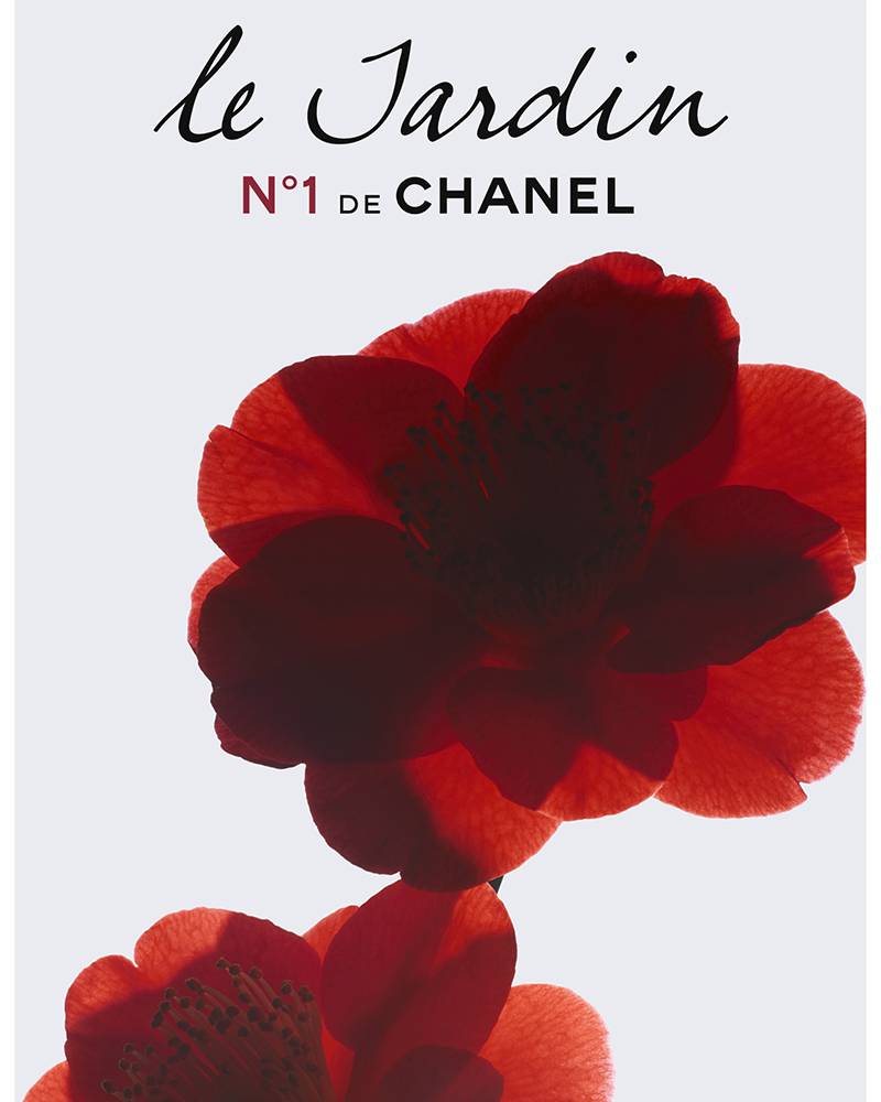 Chanel cultive son jardin aux camélias, au cœur des Tuileries à Paris