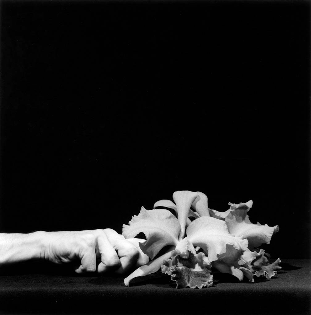 Robert Mapplethorpe  Orchid and Hand, 1983  50.8 x 40.6 cm (20 x 16 in),  Silver gelatin print