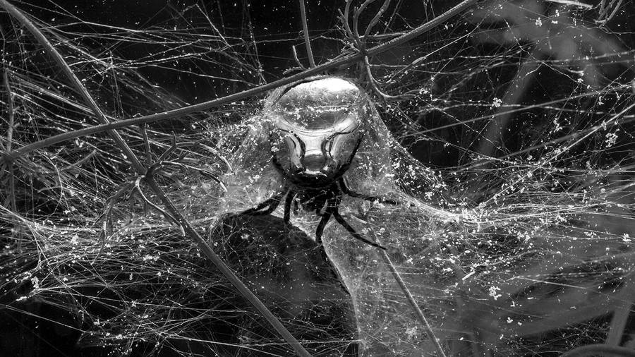 Les araignées de Tomás Saraceno envahissent le Palais de Tokyo