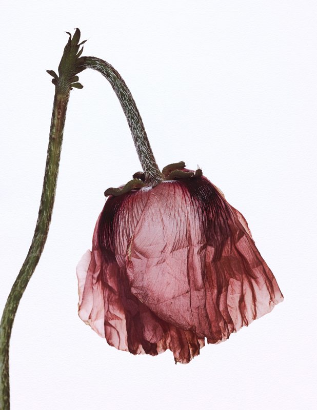 Mégots écrasés et fleurs fanées, les natures mortes d’Irving Penn chez Ropac