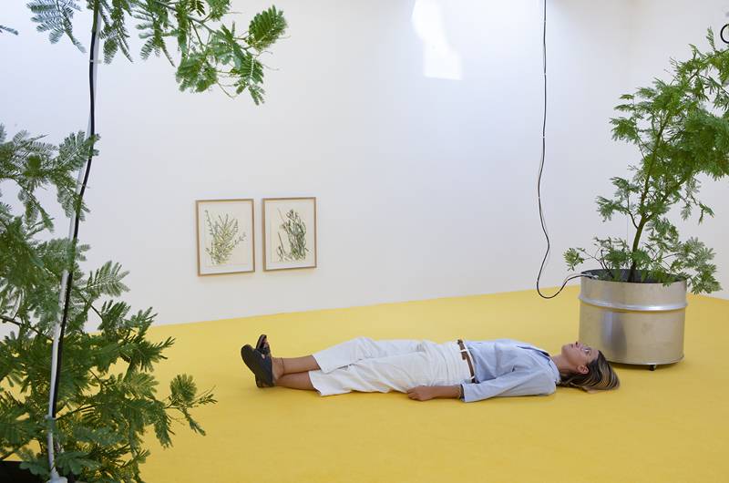 Mohamed Bourouissa fait parler les plantes à la galerie Kamel Mennour