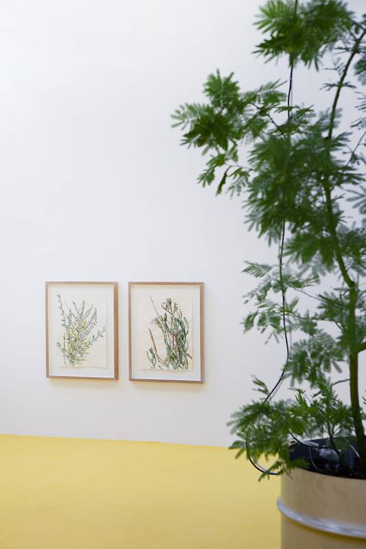 Mohamed Bourouissa fait parler les plantes à la galerie Kamel Mennour
