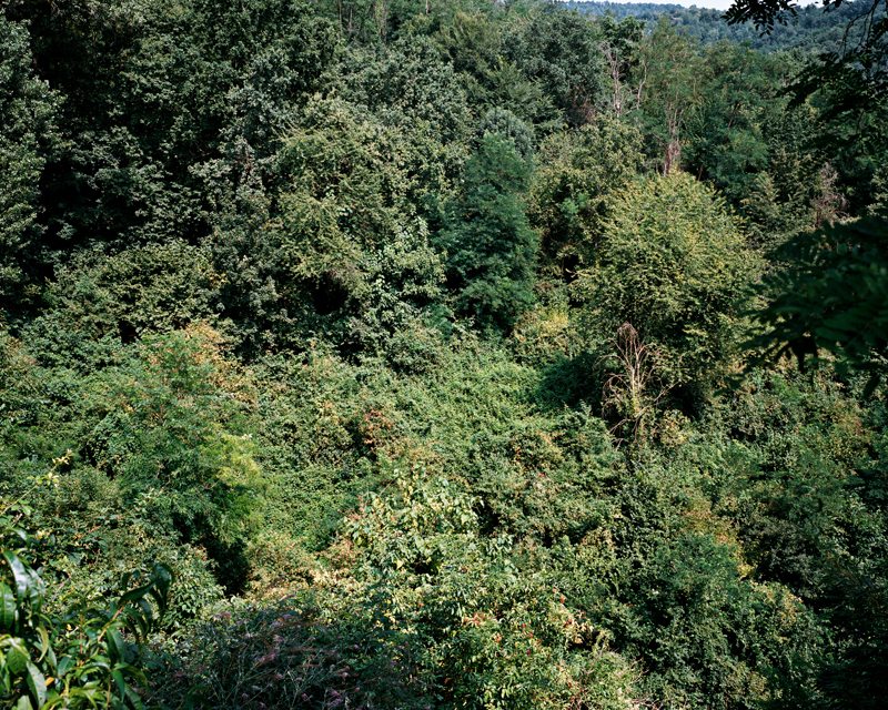 Giuseppe Penone's forest 
