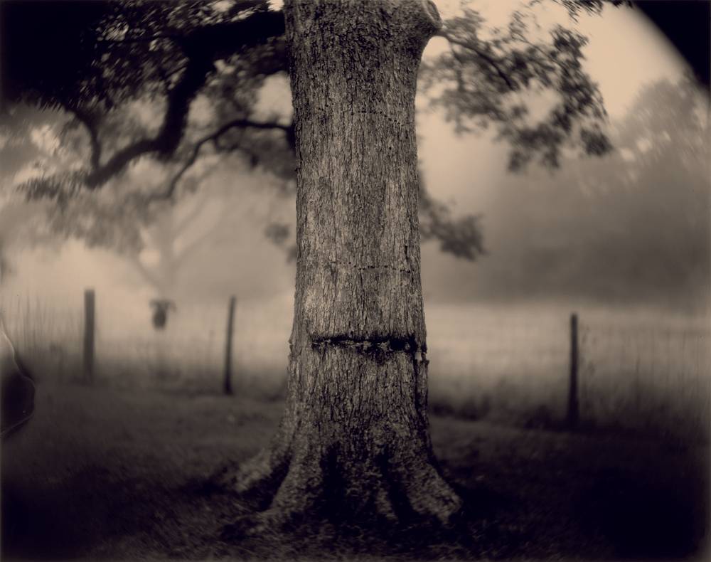 “UNTITLED (SCARRED TREE)”, DEEP SOUTH SERIES (1998). GELATIN SILVER PRINT.