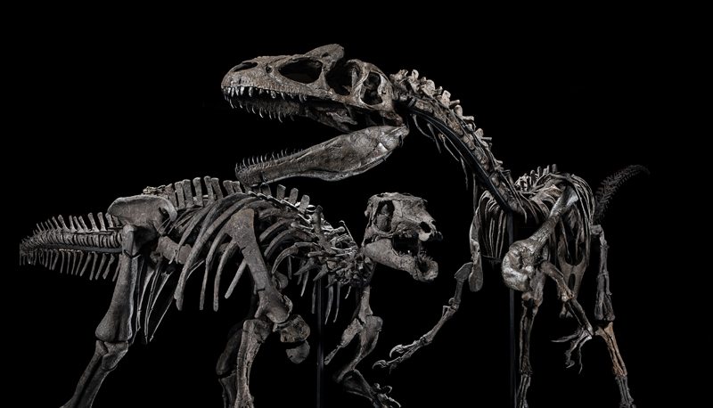 A gauche : squelette de Allosaurus Jimmadseni. A droite : squelette de Camptosaurus Dispar. 