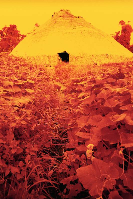 <p>Maison collective entourée de feuilles de patate douce, pellicule infrarouge, Catrimani, Roraima, 1976.</p>
