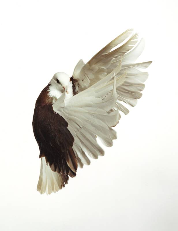 <p>Roe Ethridge, “Pigeon” (2001) © Roe Ethridge. Courtesy Gagosian.</p>
