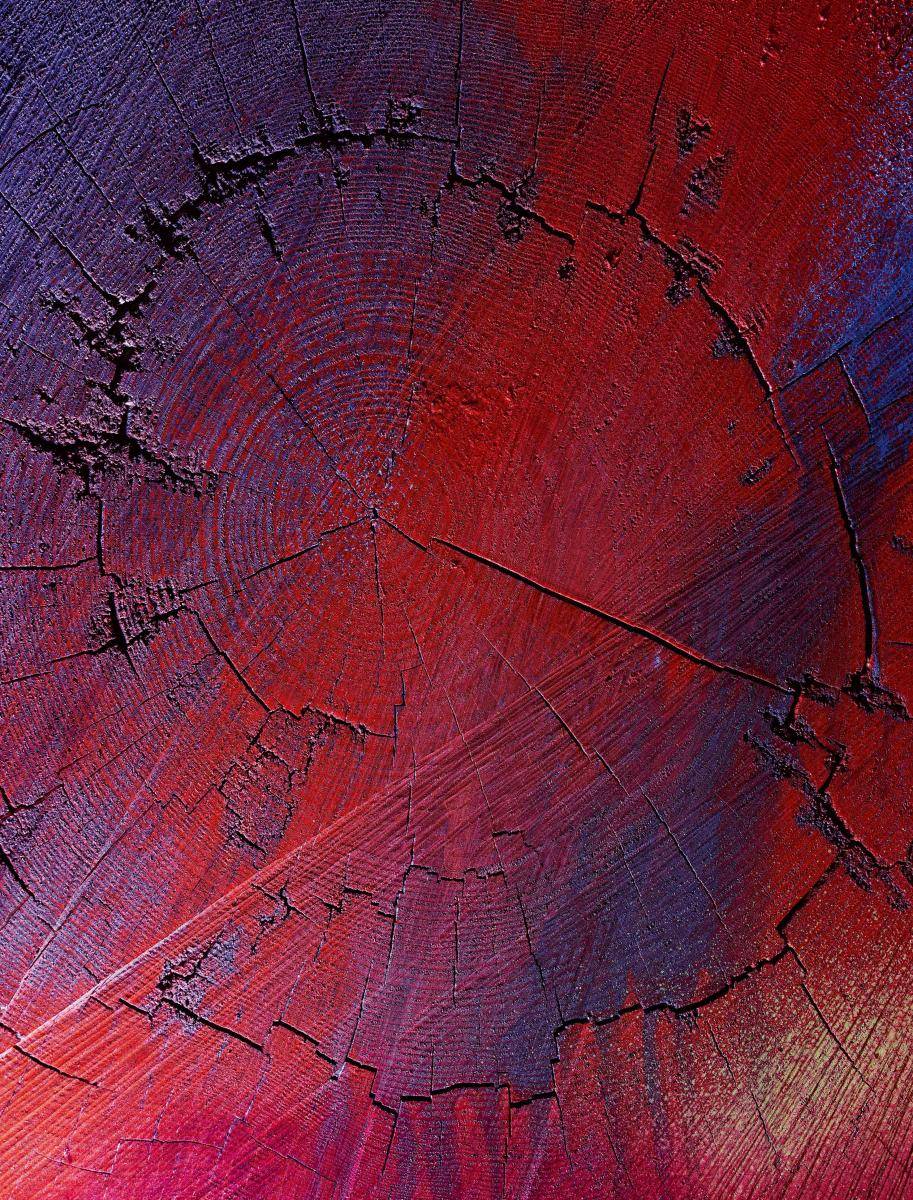 <p>“Ingres Wood”, Katharina Grosse, 2018, 255 x 555 x 2,360 cm.</p>

<p> </p>
