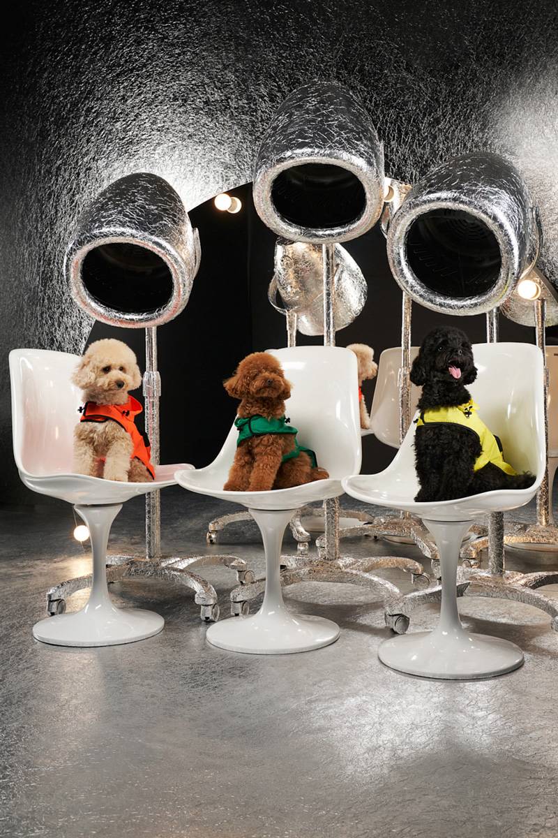 <p>Moncler Poldo Dog Couture</p>
