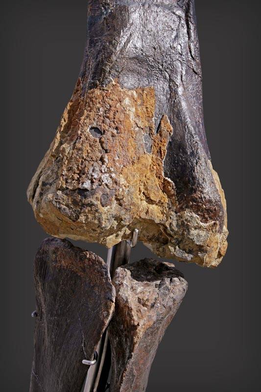 <p>Fragments de peaux visibles sur le squelette Skinny ©Aguttes </p>
