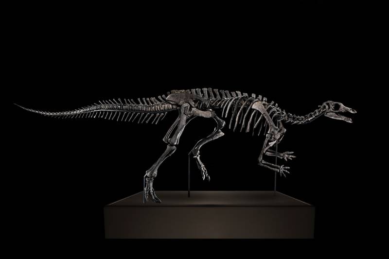 <p>Squelette de Camptosaurus Dispar © Artcurial</p>
