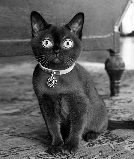 Talisman Bell, la collection Givenchy de bijoux pour chats (mais pas que...)
